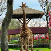 深圳野生動物園：珍稀動物