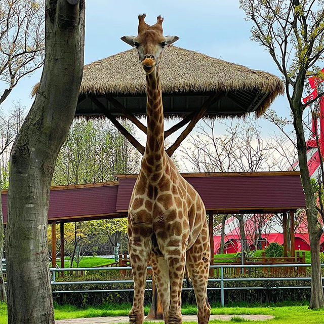 深圳野生動物園：珍稀動物