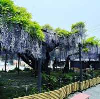 竹鼻別院のフジ