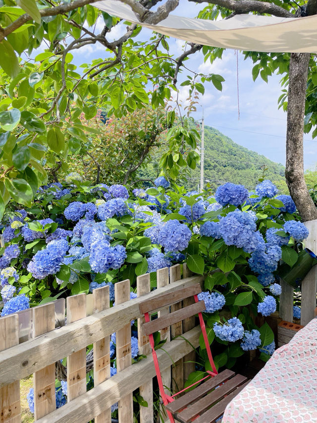 💙파란 수국이 한가득한 이곳 앵지밭골 그집 카페입니다💜