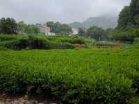 【沉浸於滿山龍井茶葉裡】杭州 🙂