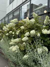 【北海道カフェ】紫陽花の咲き誇るお店に入るとコーヒーのいい香り