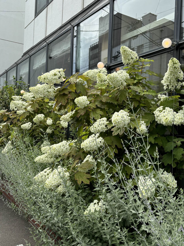 【北海道カフェ】紫陽花の咲き誇るお店に入るとコーヒーのいい香り