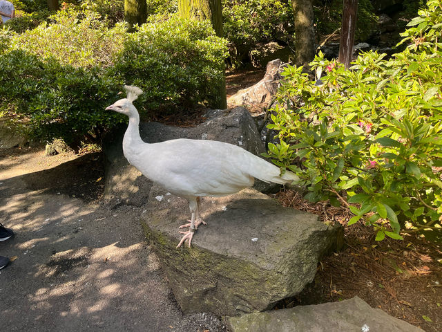 伊豆シャボテン動物公園@伊豆🐏