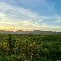 Northern siargao island - palm tree heaven