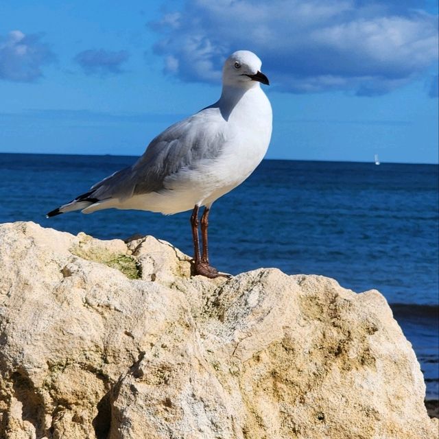 Fremantle tour in Perth