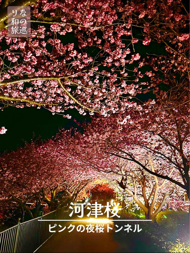 〜静岡県〜色あざかやな河津桜ライトアップ