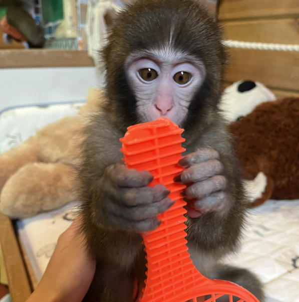おさる プライズ情報】おさるのジョージ ぽってりマスコット カラフル