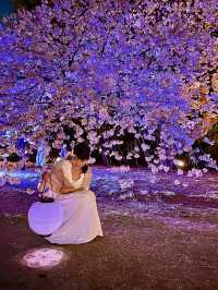 〜東京都〜桜ライトアップ✨桜の新宿御苑
