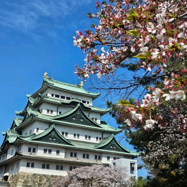 櫻花紛飛的名古屋城