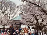🌸 千島淵公園 - 桜の絶景が広がる春の楽園*🌸