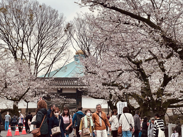 🌸 千島淵公園 - 桜の絶景が広がる春の楽園*🌸