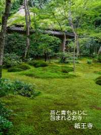 美しい苔と青もみじ癒やされたい！そんな時は【祇王寺】
