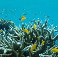 หมู่เกาะสุรินทร์ สุดยอดปะการังน้ำตื้น