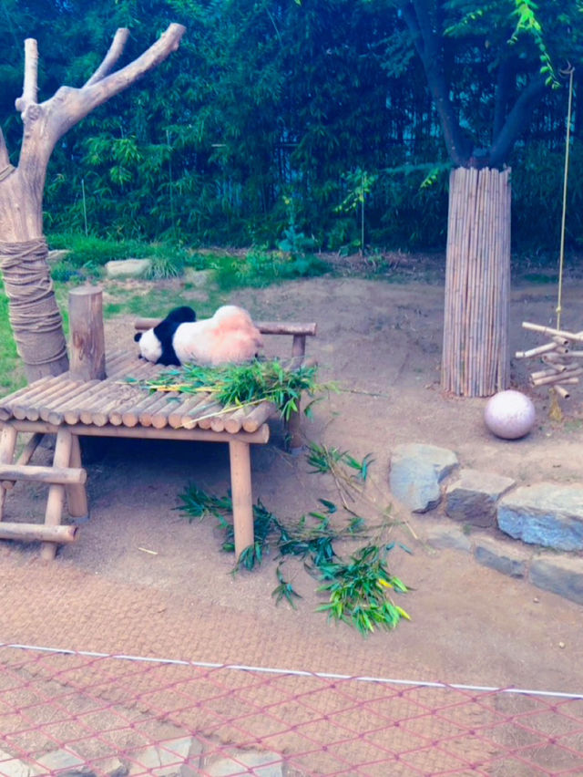 단잠에 빠져버린 귀여운 동물들을 구경해보세요😍