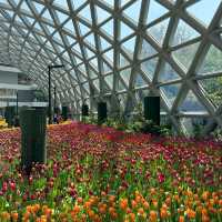 Miracle of Natural Rayong สวนทิวลิปและดอกไม้