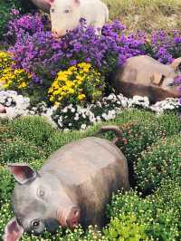 Daisy festival in Daejeon 