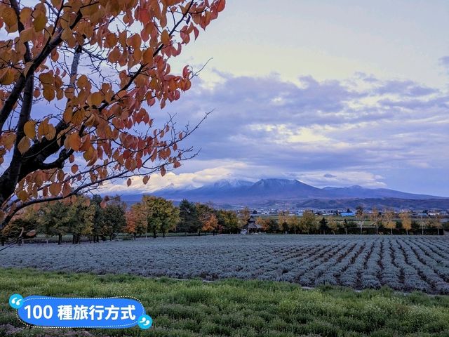 日本北海道-四季花田與雪山織成的美景：富田農場