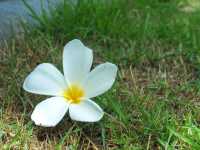 หนังใหญ่วัดขนอน จ.ราชบุรี