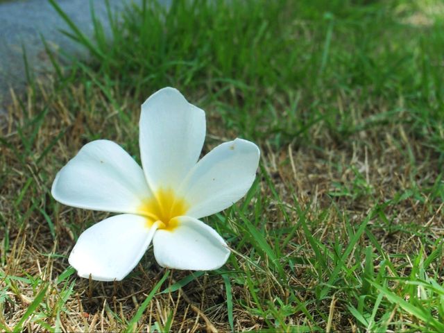 หนังใหญ่วัดขนอน จ.ราชบุรี