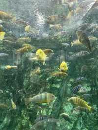 日本初！トイレの中が水族館？！🐠