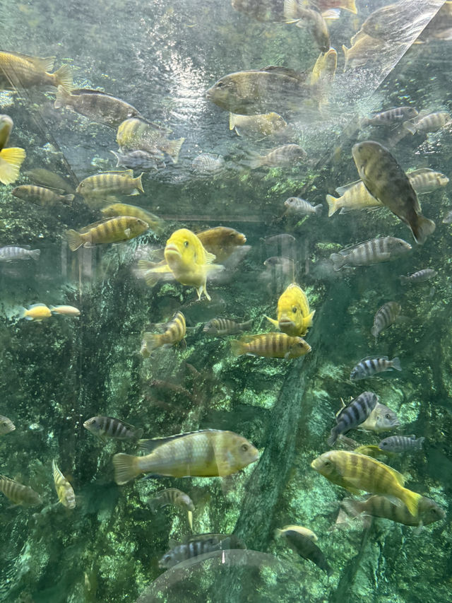 日本初！トイレの中が水族館？！🐠