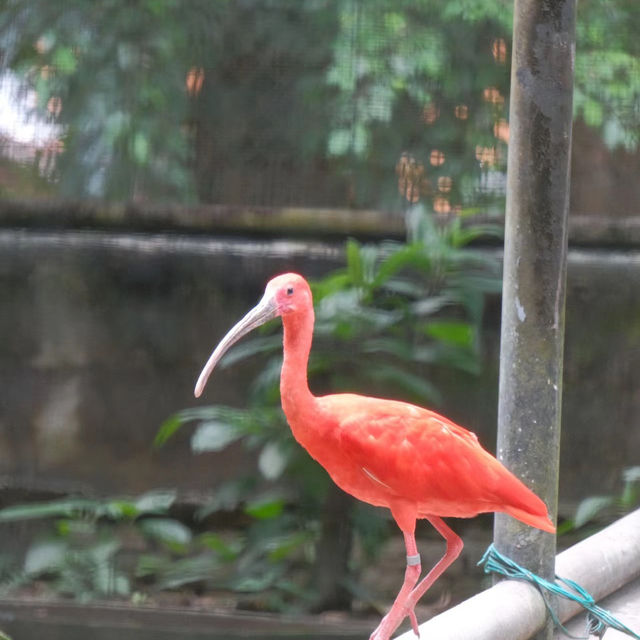 上野動物園簡～親親可愛動物