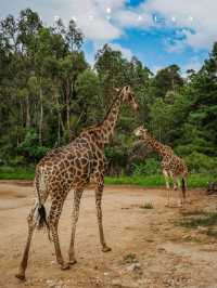 到動物園去班味，拯救不開心🦝🦒🦓🐅🦧