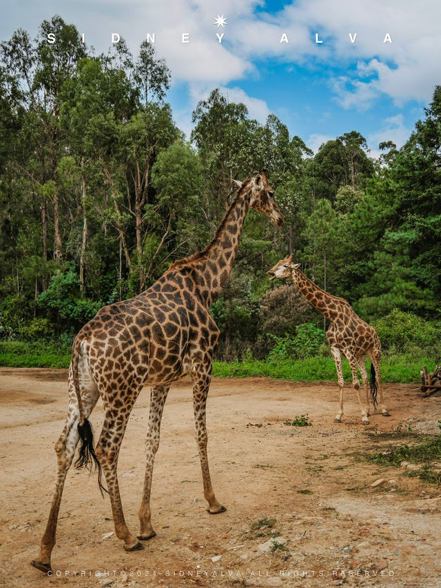 到動物園去班味，拯救不開心🦝🦒🦓🐅🦧