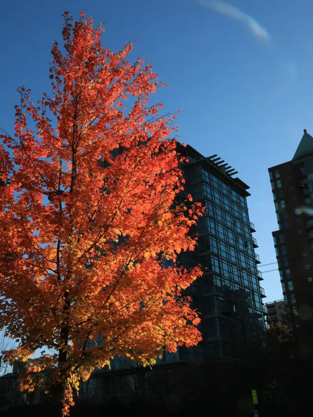 【バンクーバー🇨🇦】スタンレーパークで紅葉狩り🍁