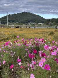 공휴일날 자연과 꽃과 🌸휴식하며 가을나들이하기 🏝️좋은 여주 여행지 추천