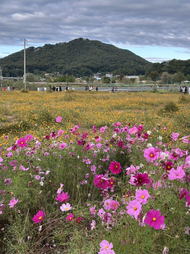 공휴일날 자연과 꽃과 🌸휴식하며 가을나들이하기 🏝️좋은 여주 여행지 추천