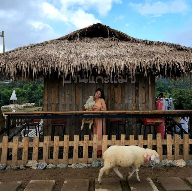 บ้านแกะแม่ขิ-Maekee Sheep House  🐑