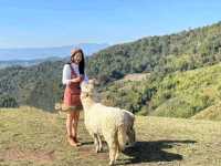อาข่า ฟาร์มวิลล์ (Akha FarmVille)