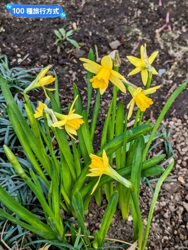 東京賞牡丹花的好去處-上野東照宮牡丹苑