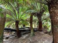 Embracing Nature’s Serenity at Beech Forest