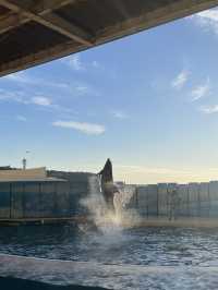 【神奈川|江ノ島】新江ノ島水族館