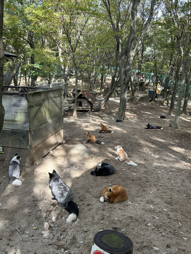 蔵王きつね村🦊