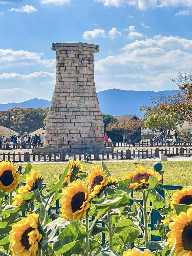핑크뮬리에 해바라기까지! 경주 가을명소🌻💓