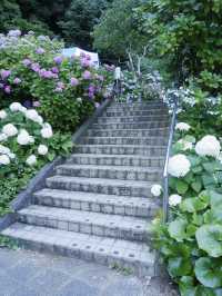 日本紫陽花節：300百萬球花海好震撼！