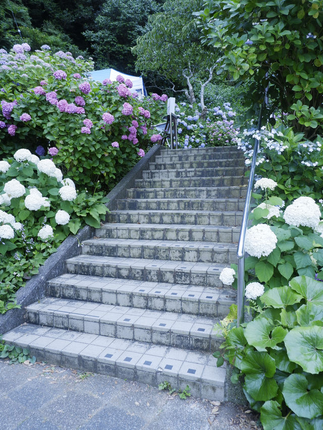 日本紫陽花節：300百萬球花海好震撼！