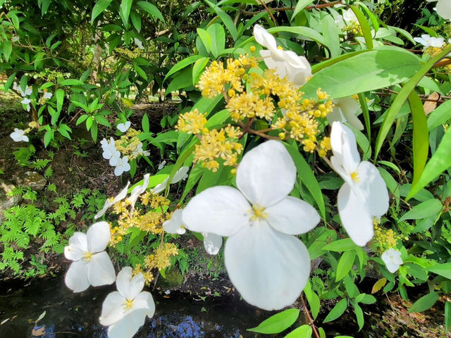 台北賞花好去處🌸 陽明山花鐘🌼
