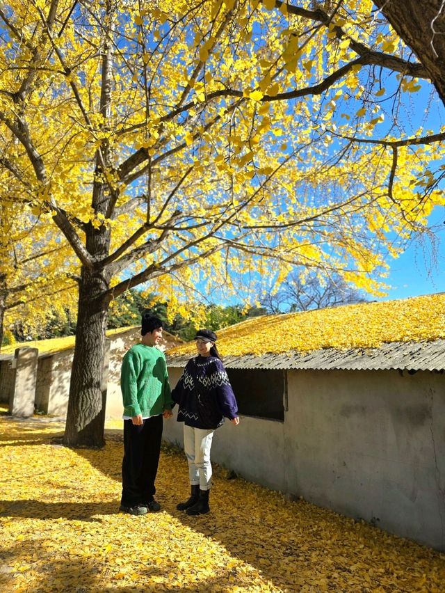 노랑카펫 깔린 거창 감성 은행마을💛