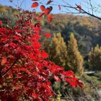 Autumn Hues