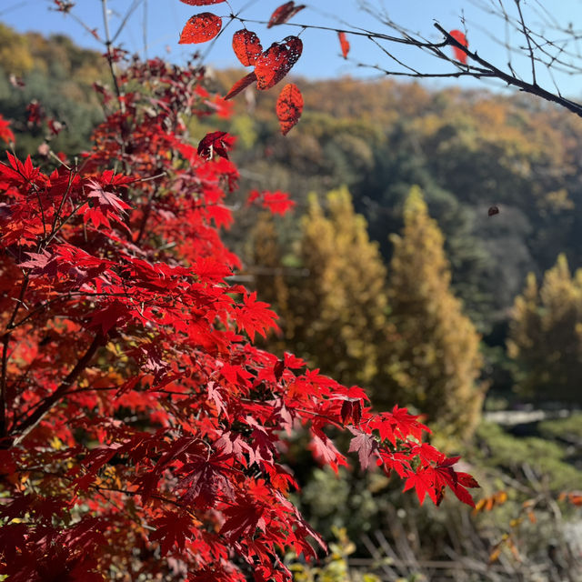 Autumn Hues