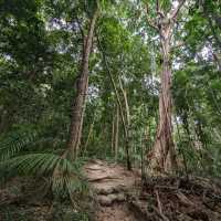 A Journey Through Mossman Gorge