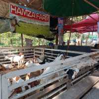 Coconut market - กาดบะป๊าว เชียงใหม่