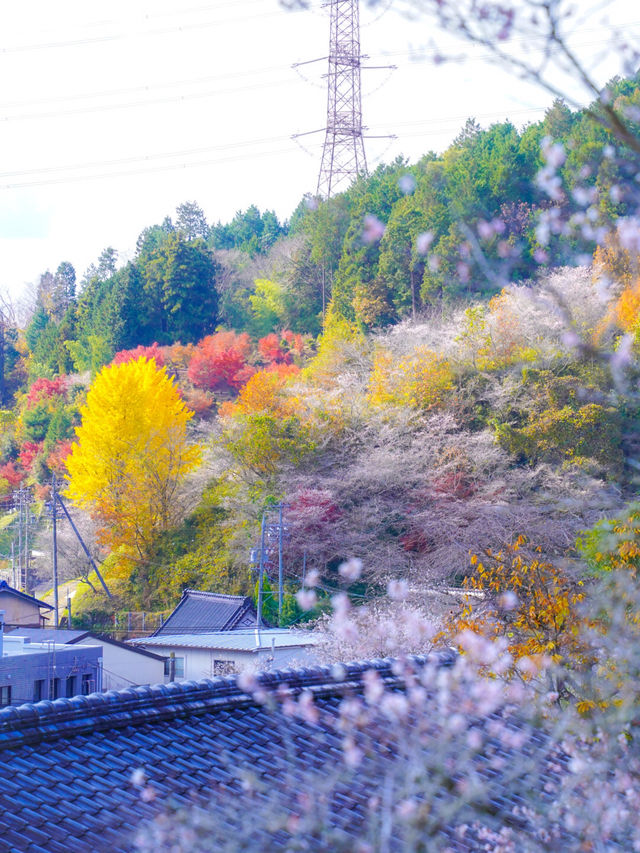 【ここ行って】秋に桜が見られる⁉️全国でも珍しい「紅葉×桜」スポット🌸🍁