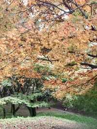 【豊後大野】密集する紅葉に感動✨紅葉の名所✨