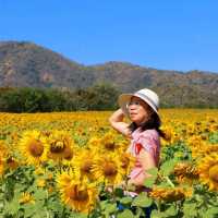ทุ่งทานตะวัน ไร่วิชาญ ลพบุรี
